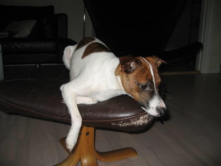 Dansk svensk gaardhund Beta 01-03-2006 - Afslapning skal der til billede 4