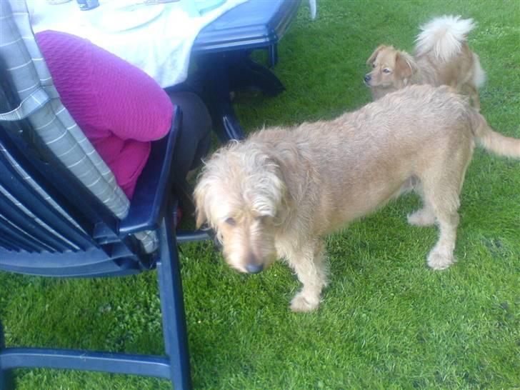 Blanding af racer  nela billede 11