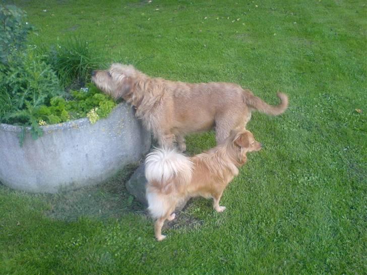 Blanding af racer  nela - nela og soffie billede 12