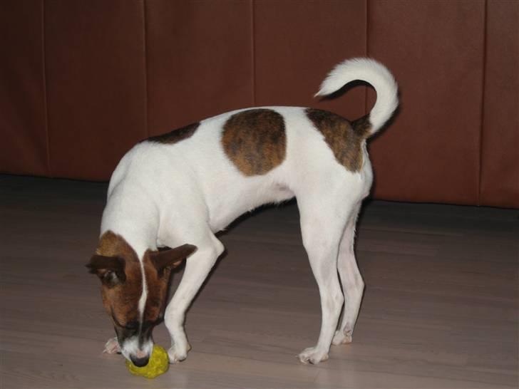 Dansk svensk gaardhund Beta 01-03-2006 - Gider jeg lege,--- måske billede 5