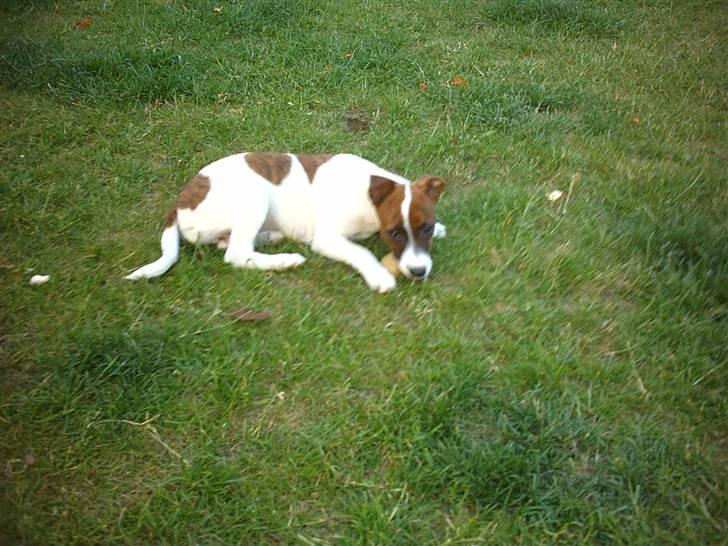Dansk svensk gaardhund Beta 01-03-2006 - Jeg elsker at få ben billede 6