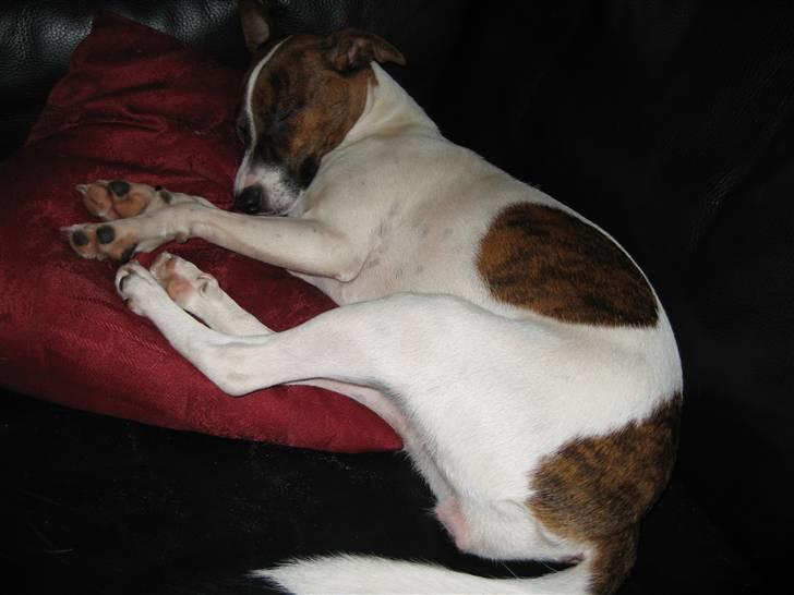 Dansk svensk gaardhund Beta 01-03-2006 - Beta elsker sofaen billede 7