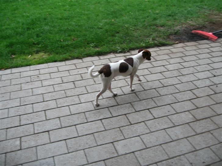 Dansk svensk gaardhund Beta 01-03-2006 - Beta vi elsker dig billede 8