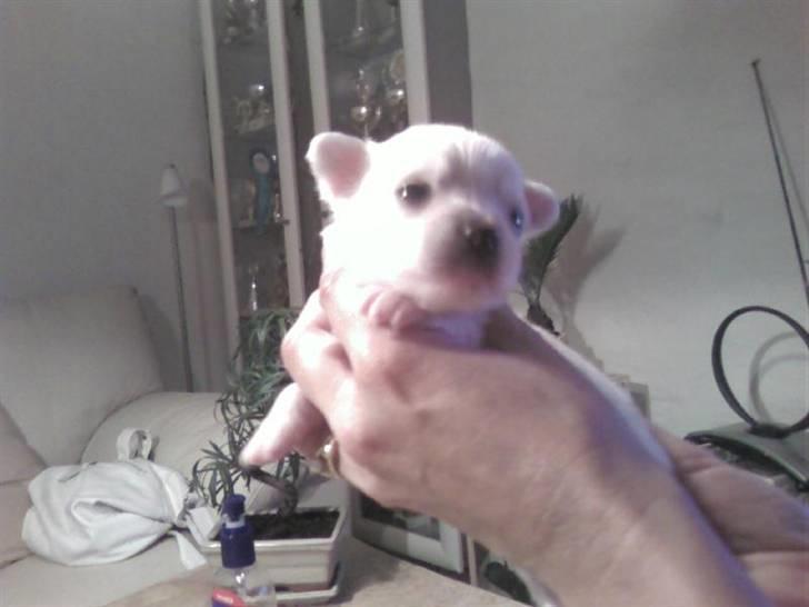 Chihuahua Loui billede 2