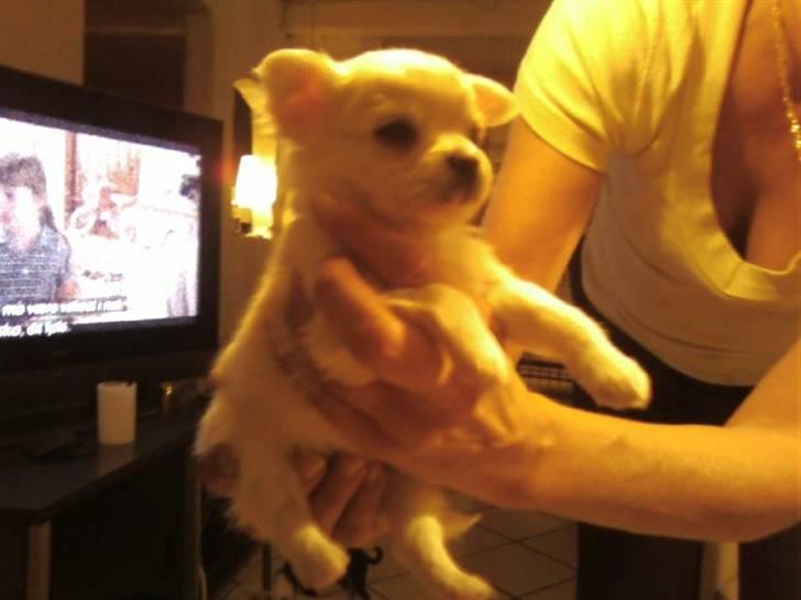 Chihuahua Loui billede 4