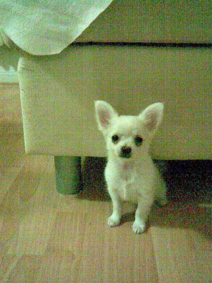 Chihuahua Loui billede 5