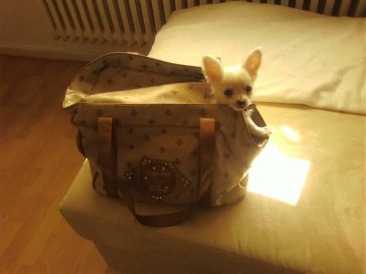 Chihuahua Loui billede 6