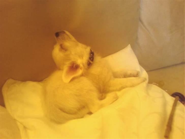 Chihuahua Loui billede 7