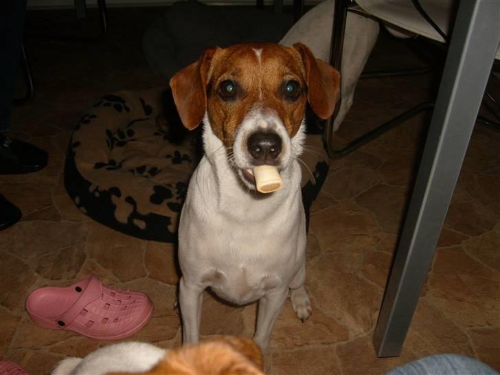 Dansk svensk gaardhund Charlie 17-12-2006 - Vil du bytte med en hundekiks ?? billede 1