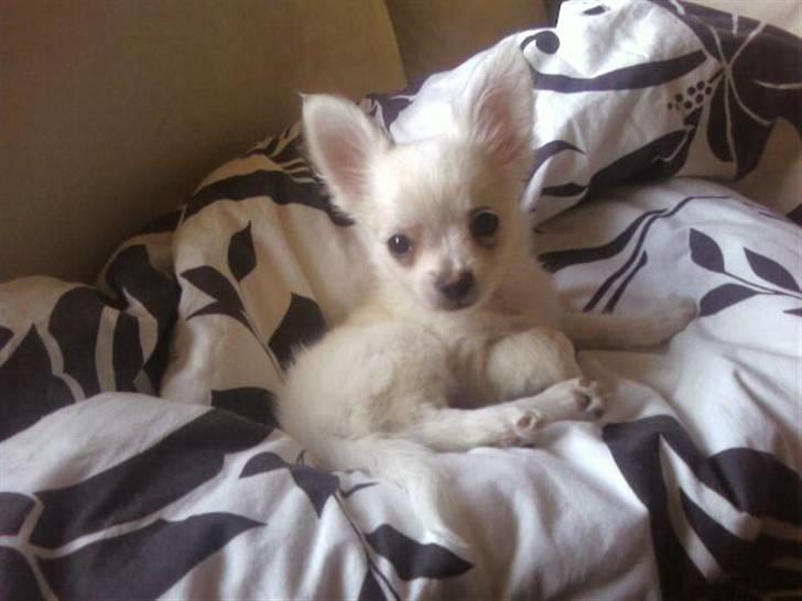 Chihuahua Loui billede 9