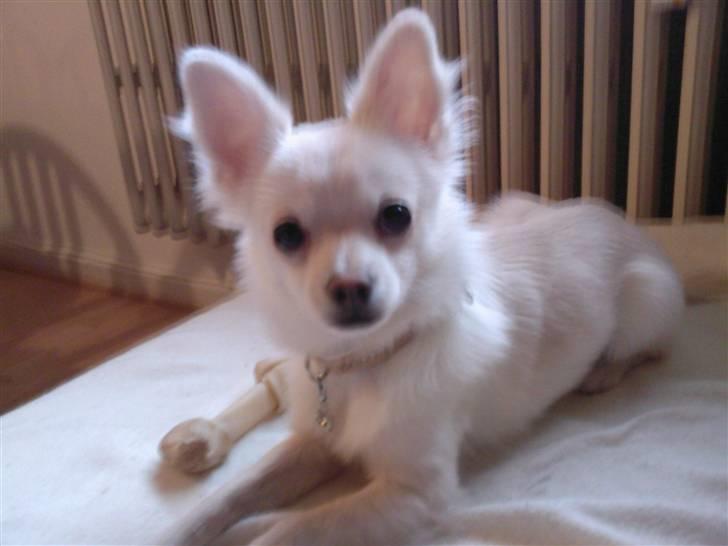 Chihuahua Loui billede 10