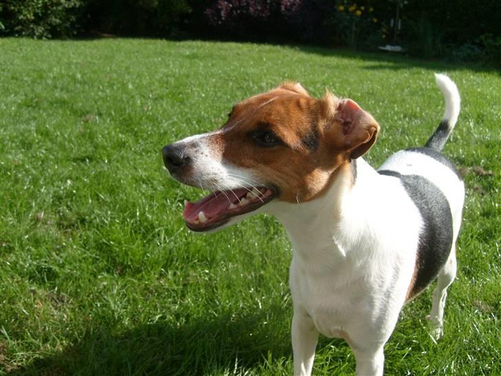 Dansk svensk gaardhund Charlie 17-12-2006 - Jeg elsker at lege billede 2