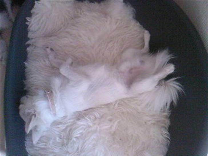 Chihuahua Loui billede 11