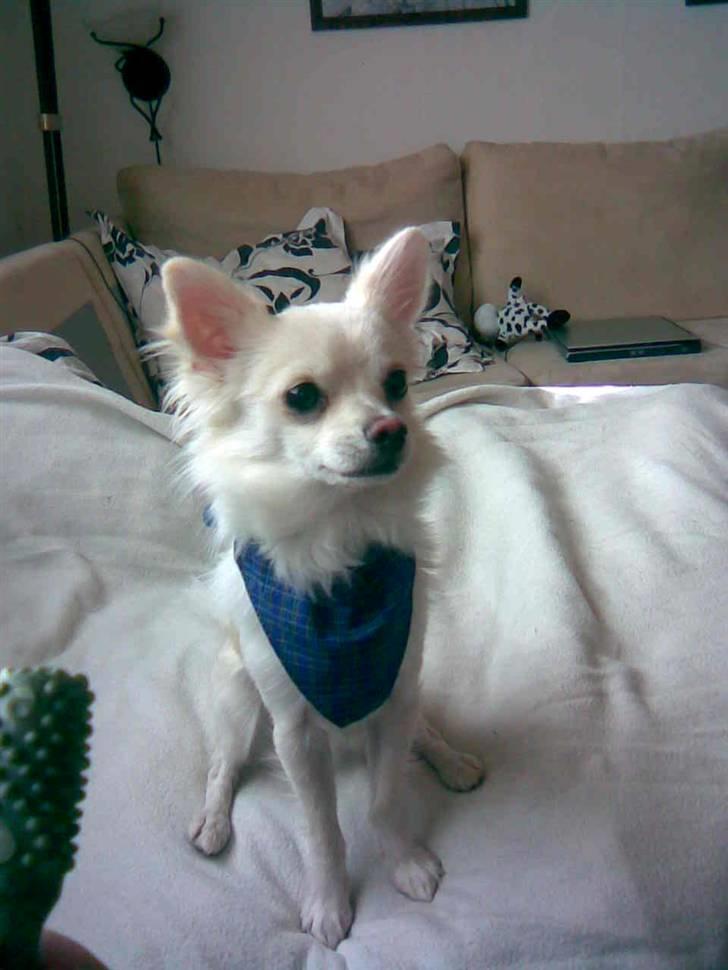 Chihuahua Loui billede 12