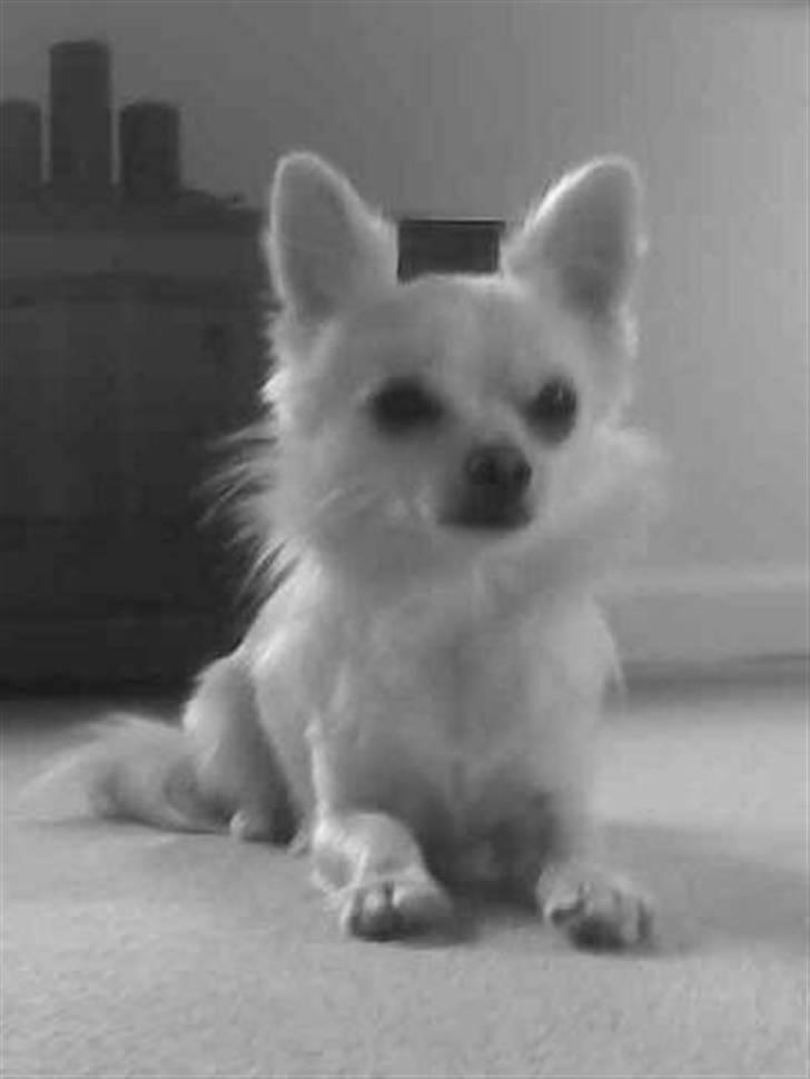 Chihuahua Loui billede 14