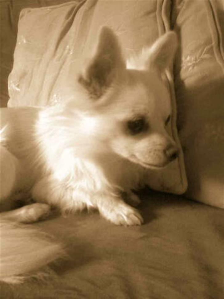 Chihuahua Loui billede 15