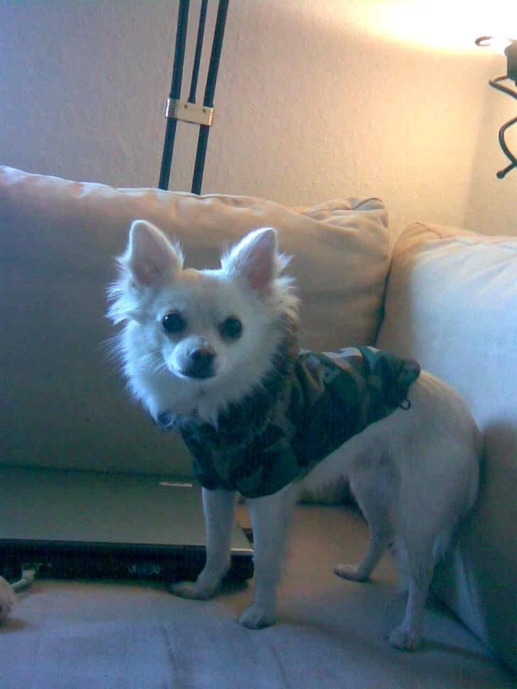 Chihuahua Loui billede 16