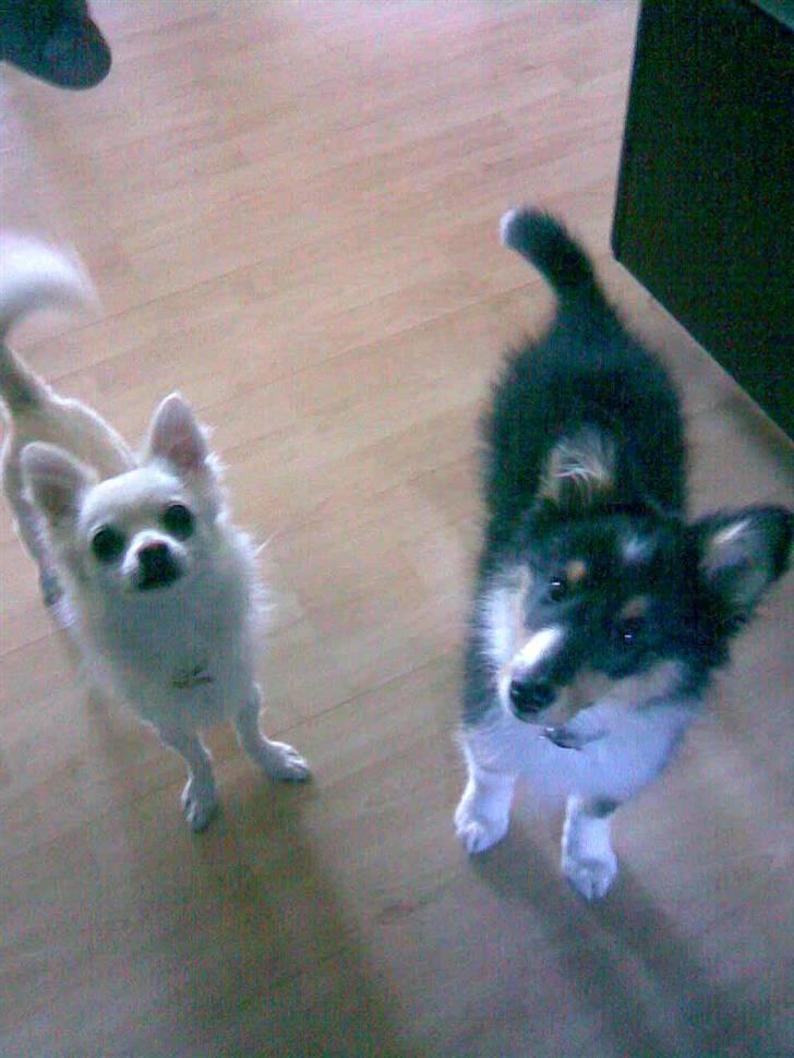 Chihuahua Loui billede 17