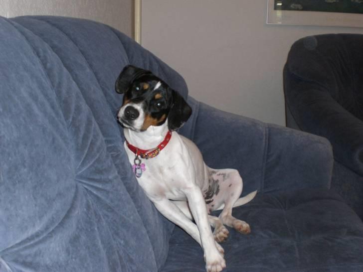 Dansk svensk gaardhund Ronja - Ronja som sidder dejlig afslappet i vores sofa billede 1