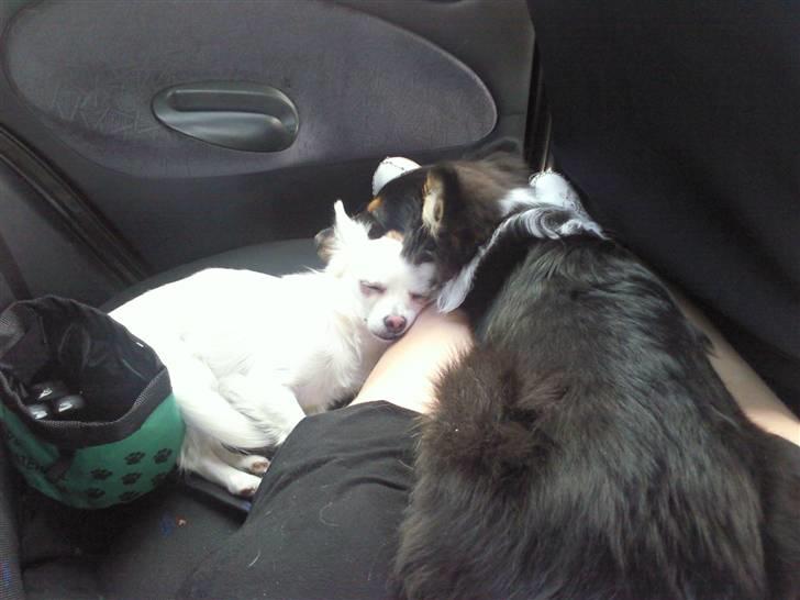 Chihuahua Loui billede 18