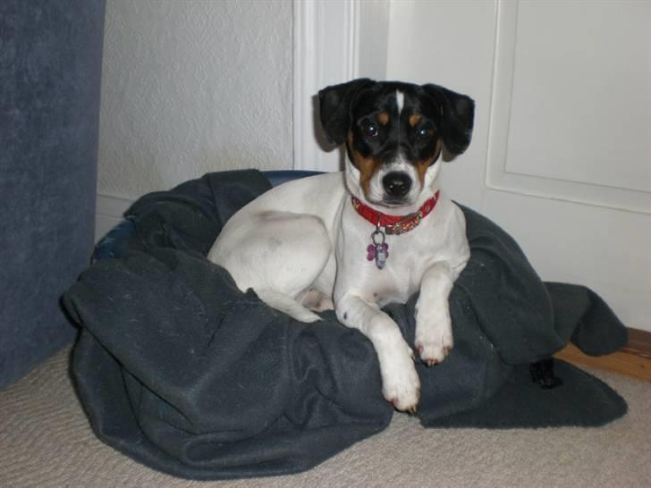 Dansk svensk gaardhund Ronja - Her er Ronja i hendes alt for lille kurv, men hun elsker den, for det var hendes første billede 2