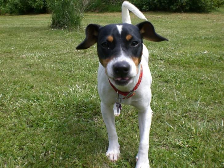 Dansk svensk gaardhund Ronja - Fik lige taget et godt billede, synes hun ser super sjov ud billede 3