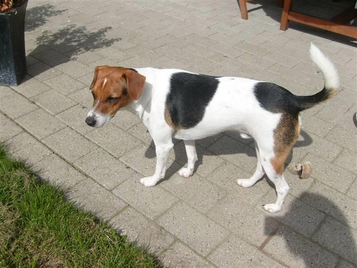 Dansk svensk gaardhund Charlie 17-12-2006 - Her er jeg så billede 3