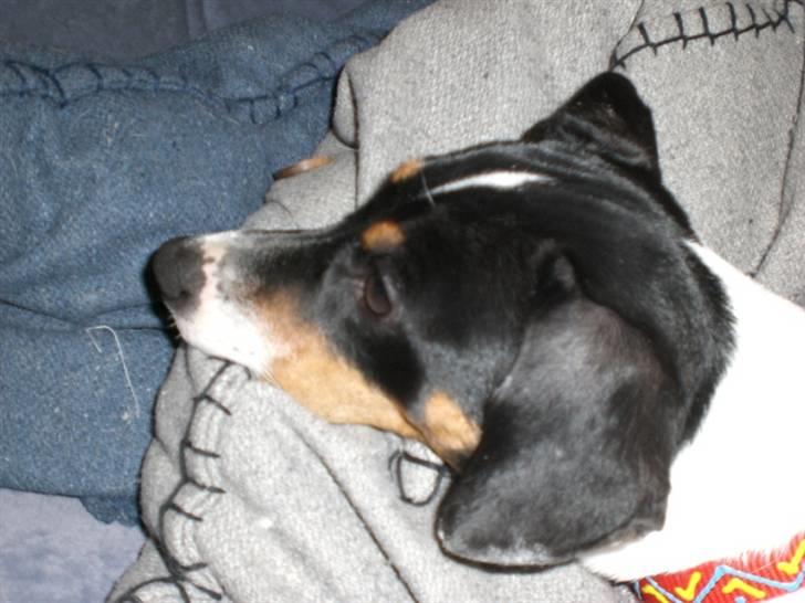 Dansk svensk gaardhund Ronja - Her ligger Ronja i vores sofa på nogle puder billede 4