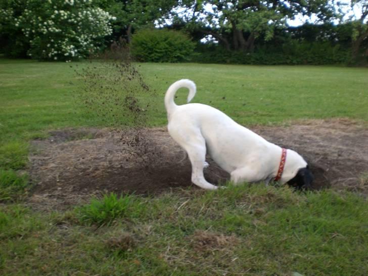 Dansk svensk gaardhund Ronja - Gårdhunde genet :-) billede 5