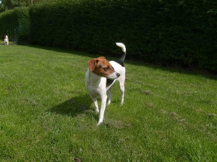 Dansk svensk gaardhund Charlie 17-12-2006 - Dejlige Charlie billede 4