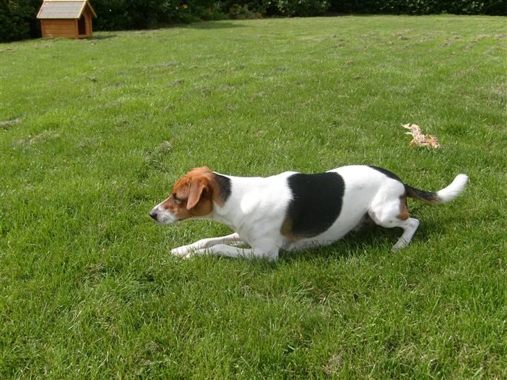 Dansk svensk gaardhund Charlie 17-12-2006 - Charlie billede 5