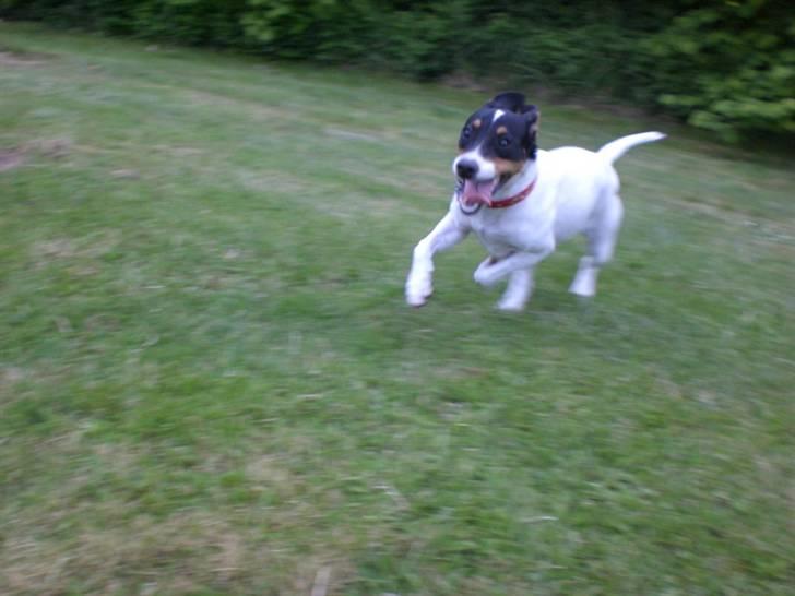 Dansk svensk gaardhund Ronja - Her tager Ronja sig en "fræser"  billede 6