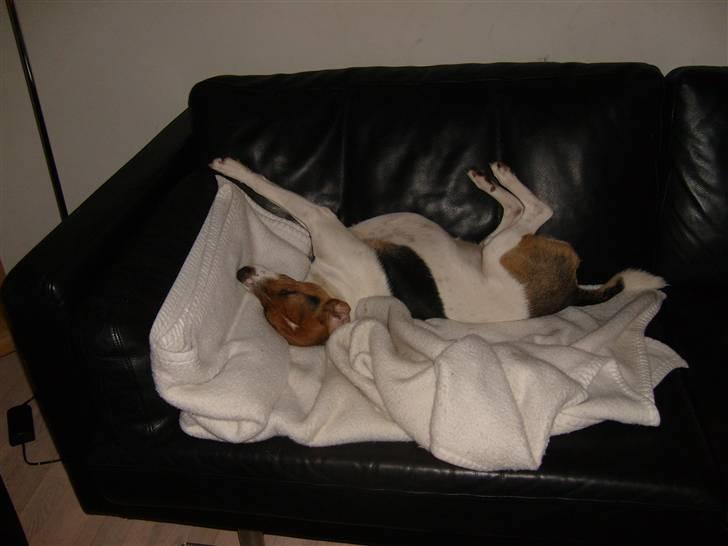 Dansk svensk gaardhund Charlie 17-12-2006 - Råhygge på sofaen billede 6