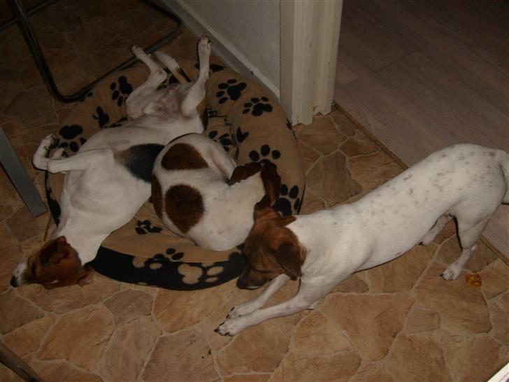 Dansk svensk gaardhund Charlie 17-12-2006 - Råhygge med mor og Alfa billede 7