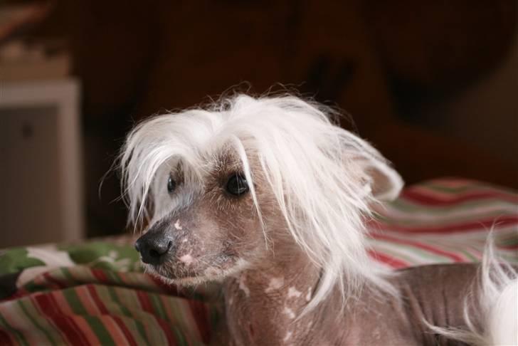 Chinese crested hårløs Shoeshine's Illo - 13) Søde lille Illo. Foto: Jacque<3 billede 13