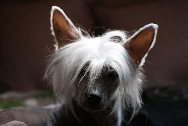 Chinese crested hårløs Shoeshine's Illo - 14) gud hvor har jeg en lækker hund. foto: Jacque<3 billede 14