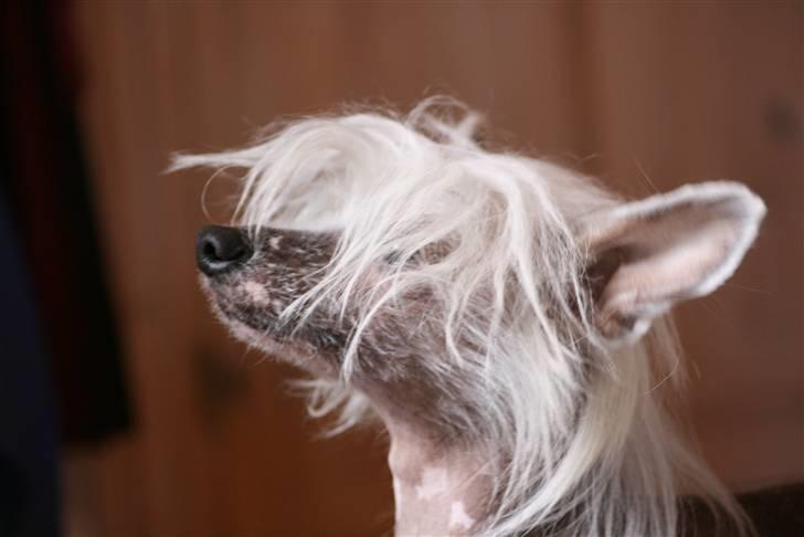 Chinese crested hårløs Shoeshine's Illo - 15) over dejlige Illo<3 foto:Jacque billede 15