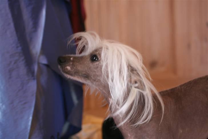 Chinese crested hårløs Shoeshine's Illo - 16) Illo<3 Foto: Jacque<3 billede 16