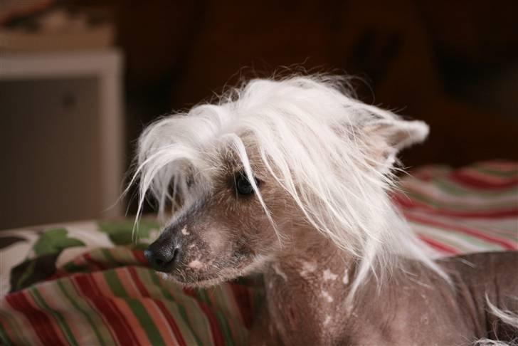 Chinese crested hårløs Shoeshine's Illo - 17) Illo<3 Foto: Jacque<3 billede 17