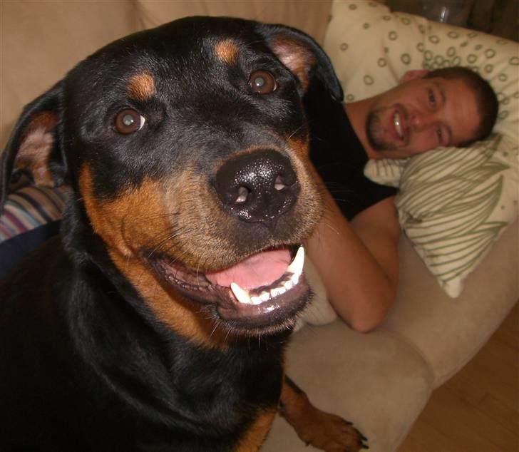 Rottweiler Lupa billede 7