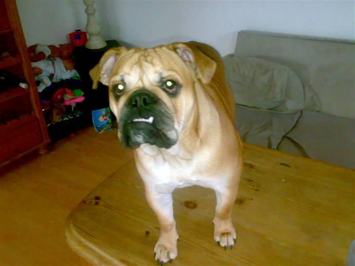 Blanding af racer Aja - Hvad siger du?? må jeg ikke gå på bordet????? billede 9