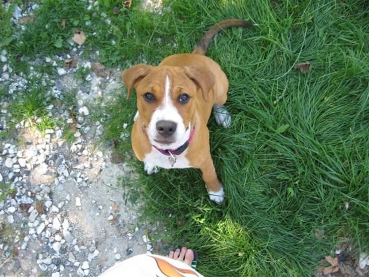 Blanding af racer Lotus  *RIP* billede 19