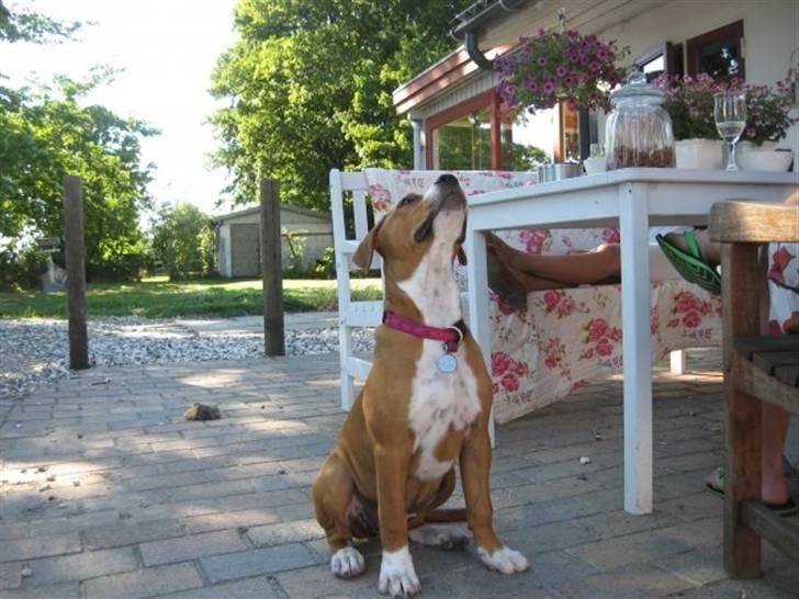 Blanding af racer Lotus  *RIP* billede 20