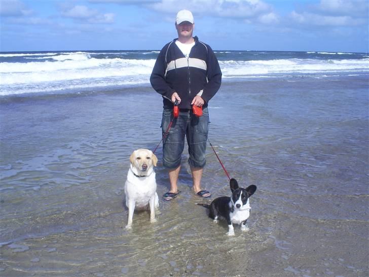 Labrador retriever Nellie billede 15