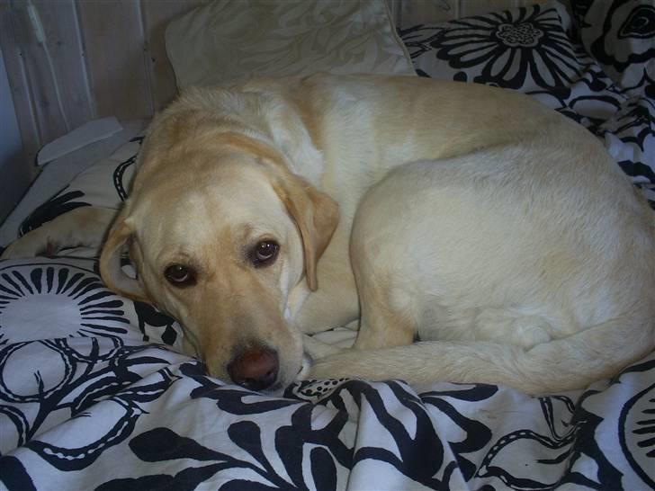 Labrador retriever Nellie billede 16