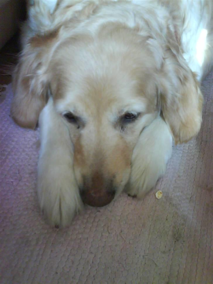 Golden retriever Freya - Freya tager sig en lur billede 1