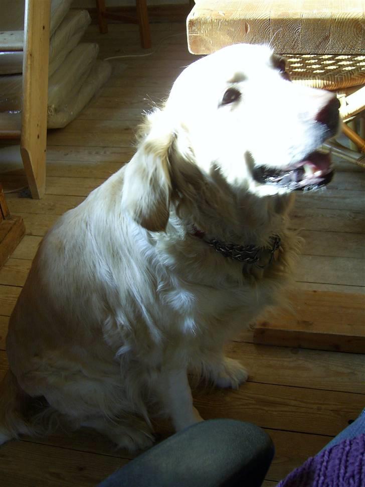 Golden retriever Freya - Søde Freya billede 2