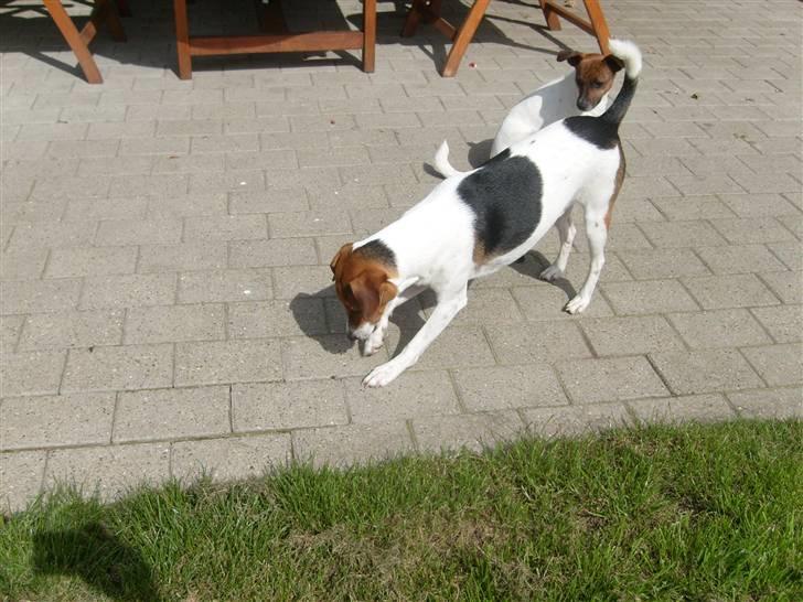 Dansk svensk gaardhund Charlie 17-12-2006 - Charlie billede 8