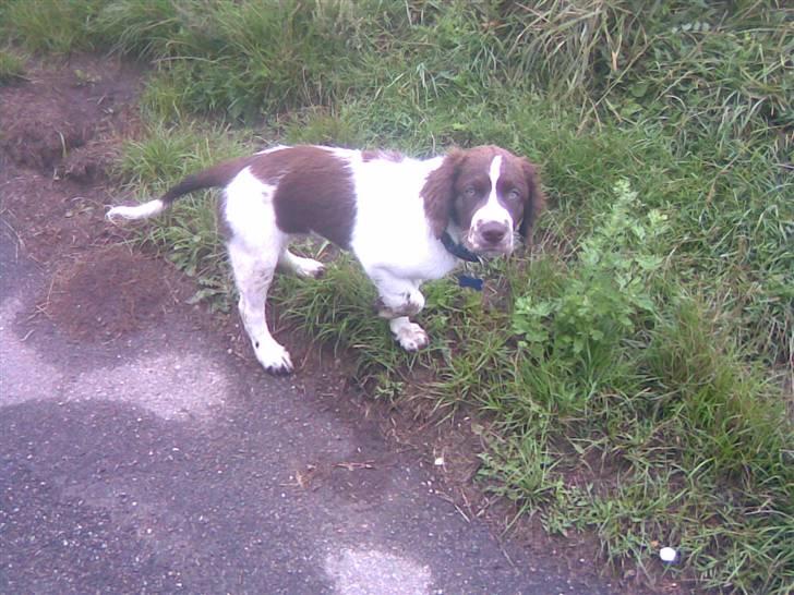 Blanding af racer Scoopy-doo billede 13