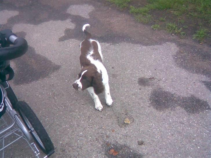 Blanding af racer Scoopy-doo billede 14